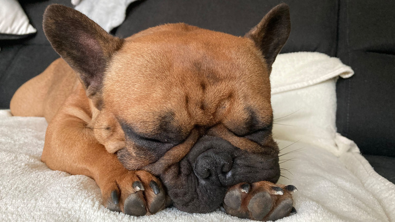 French bulldog sleeping