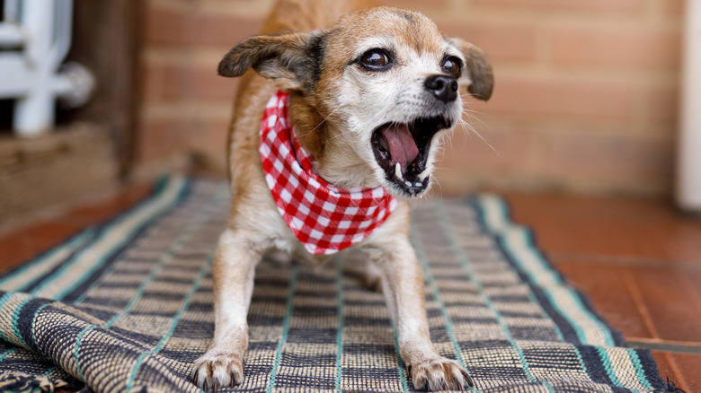 Chihuahua standing strong while outside wearing a red bandana.