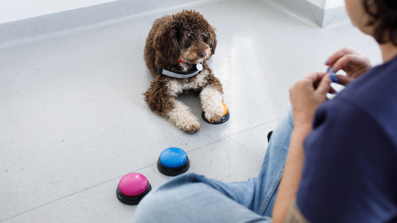 A dog being trained with buttons to use language.