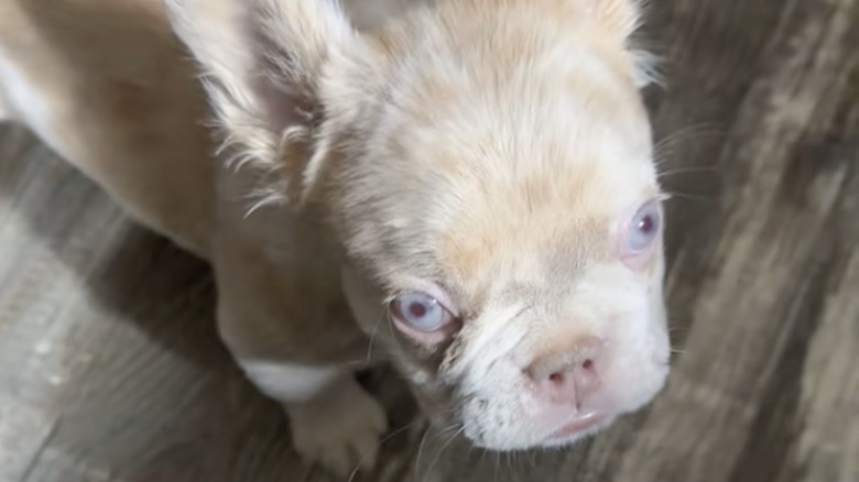 A fluffy French bulldog puppy on TikTok wants to be picked up.