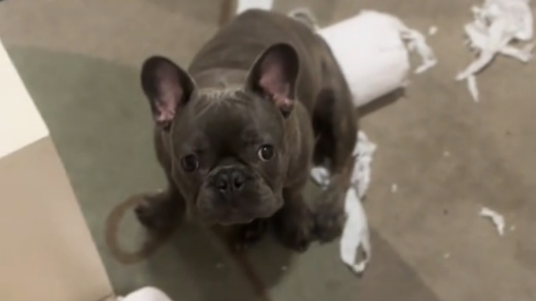 Frenchie puppy caught in the act