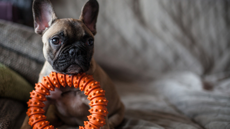 A cute French bulldog puppy in a mess of blankets with an oversized toy