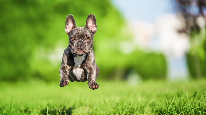 A French Bulldog dog jumping on green grass.