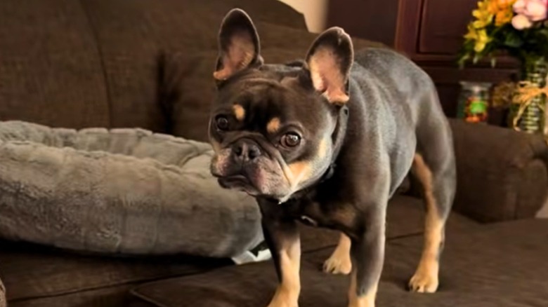 Brown French bulldog on a brown ottoman glares ahead.