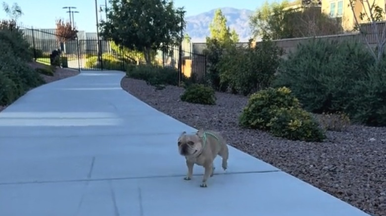 French bulldog runs down an empty sidewalk between shrubbery.