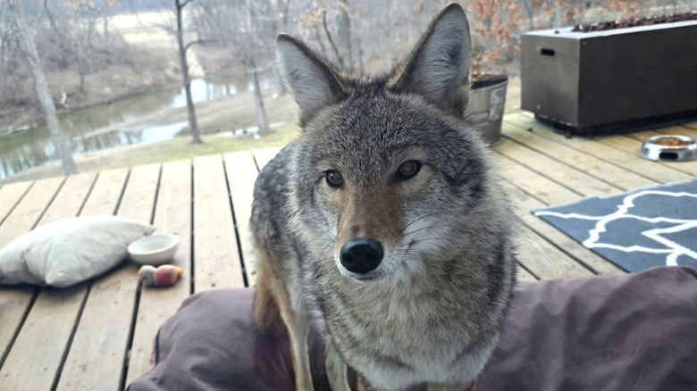 Weave the wild resident coyote