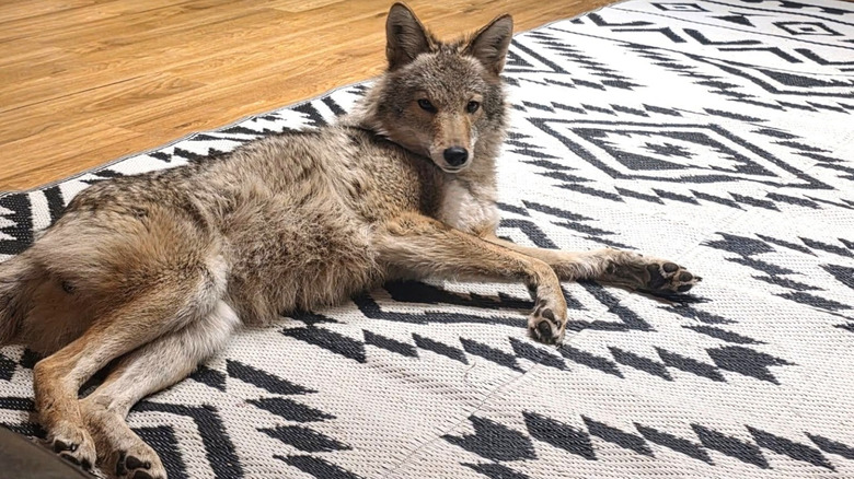 Weave the coyote resting indoors