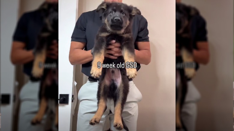 A 9-week-old German shepherd puppy being lifted up.