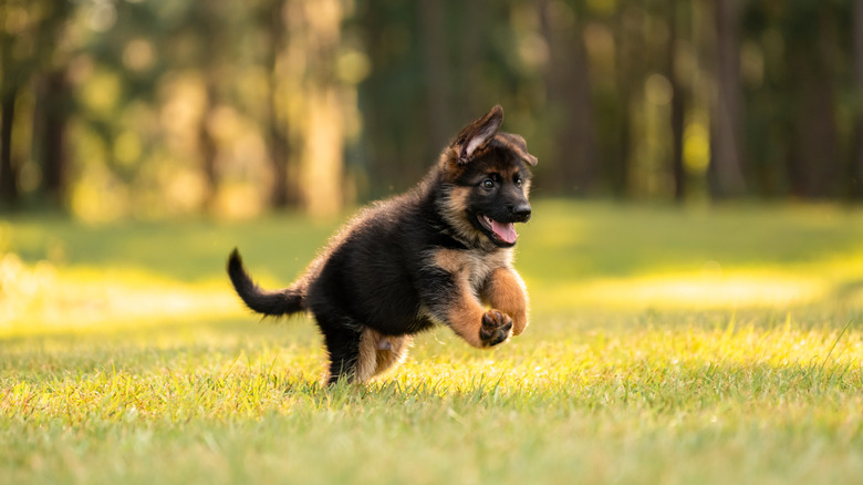 German shepherd puppy hops around the park.