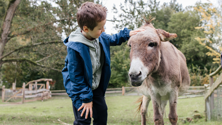 School age boy petting donkey.