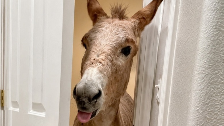 Donkey peaks through a white doorway.