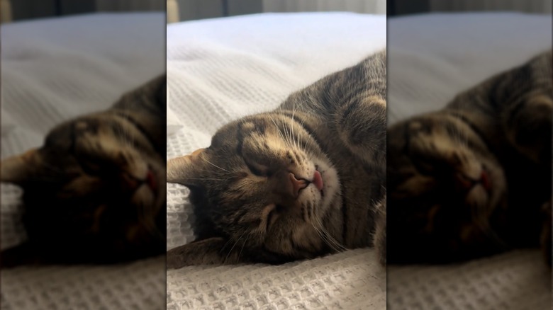 Eva the cat having a snooze