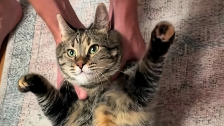 Tabby cat being dragged along the carpet on her back