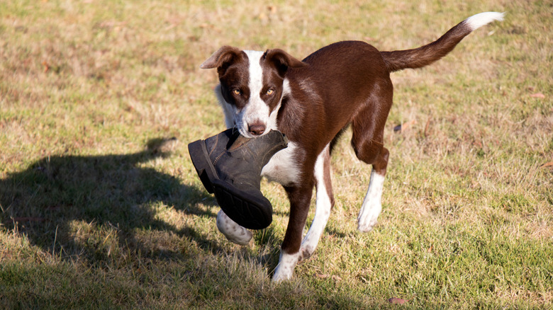 Border collie carrying boot outside