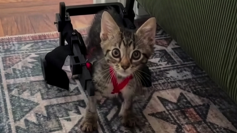 Tiny kitten in a black 3D-printed wheelchair