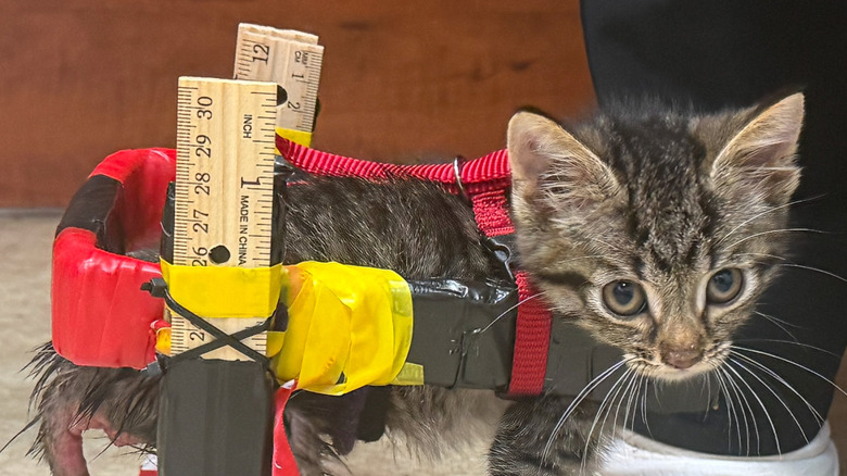 Tiny kitten in a homemade wheelchair