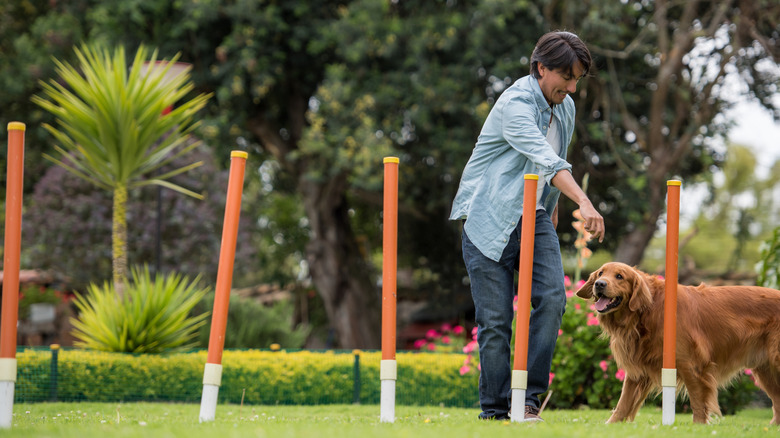 Man with golden retriever going through agility course poles
