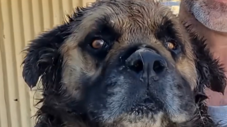 A dirty dog with flies buzzing by its head lying on the ground.