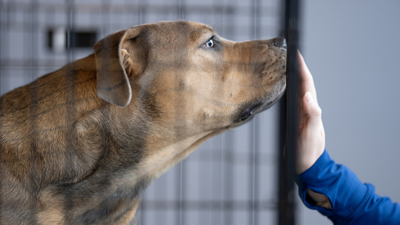 Someone petting a dog through a cage.