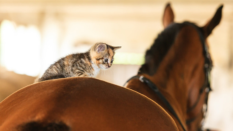 A tiny kitten sits on a horse's back