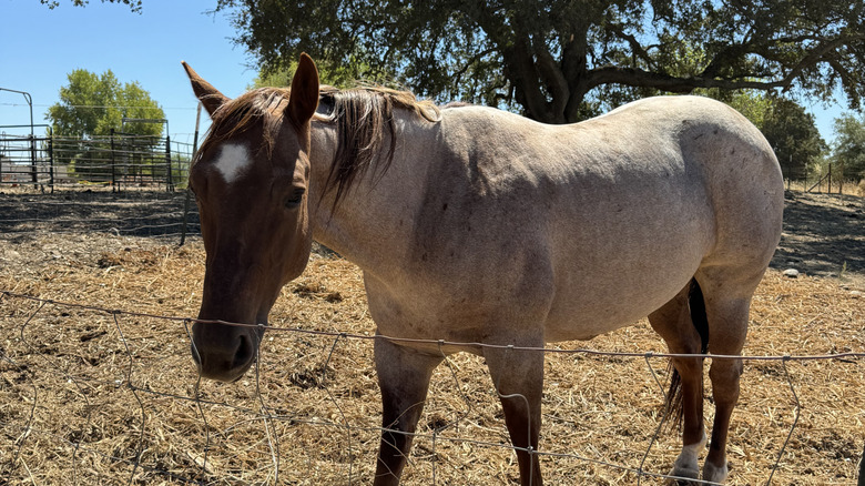 Red roan horse in a pasture.