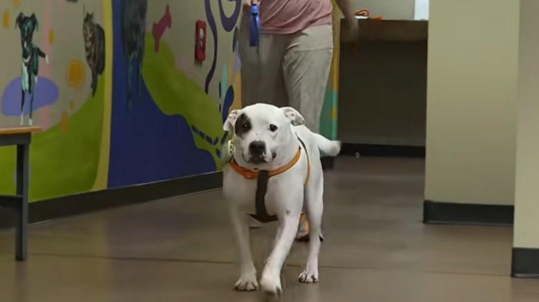 Rescue dog on a leash inside an animal shelter walks forward.