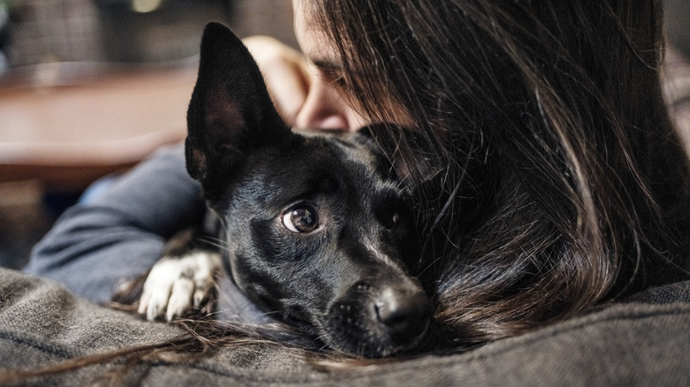 Close-up of a little black dog being hugged and kissed by its female owner on a couch in a living room.