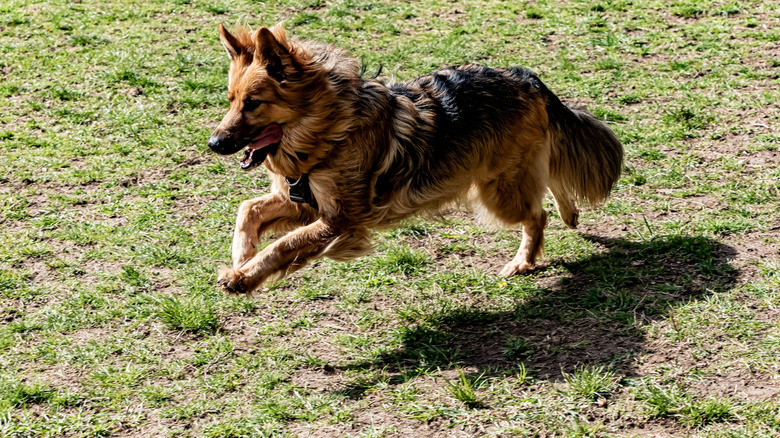 German shepherd runs and jumps over shadow outside
