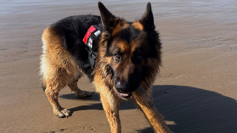 Chester the German shepherd is sometimes terrified of his shadow