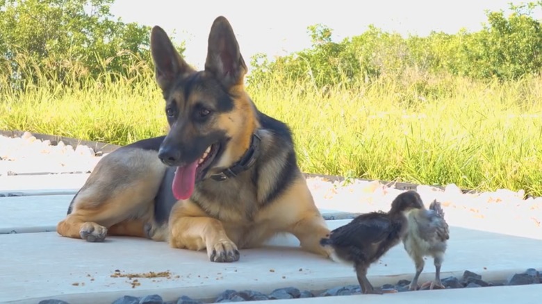 German shepherd lying outdoors next to baby chicks
