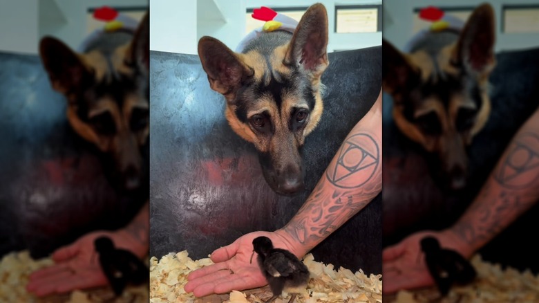 German shepherd looking at baby chick