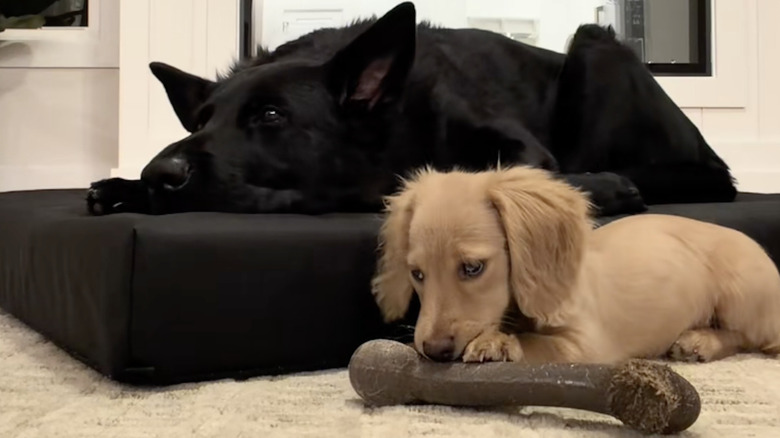 Winnie the Mini dachshund from TikTok sits by German shepherd sister.