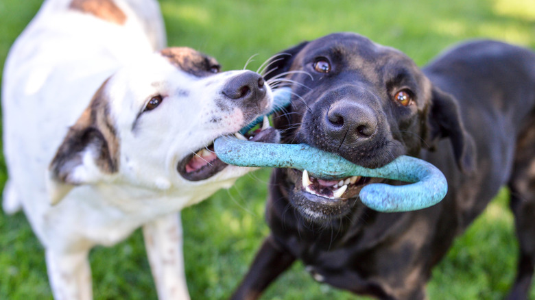 Two dogs play tug-o-war with a toy.