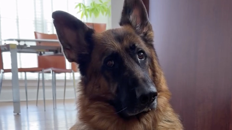 Dax the German sherpherd on Instagram looks inquisitive.