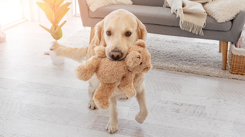 A dog carries a stuffed teddy bear around the house.