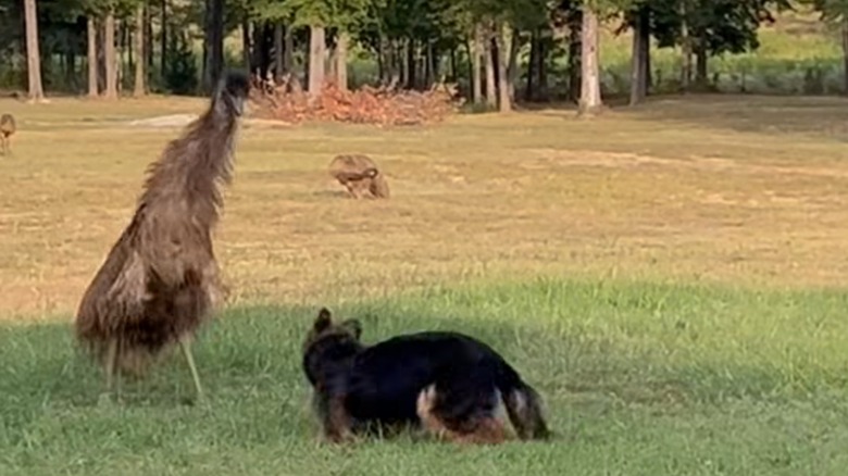 Ranger the emu and Veda the German shepherd play chase tag