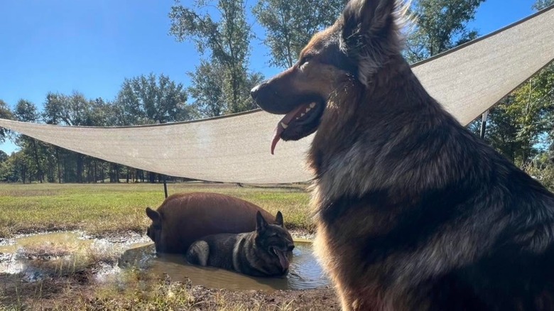 Two German shepherds on a Texas ranch