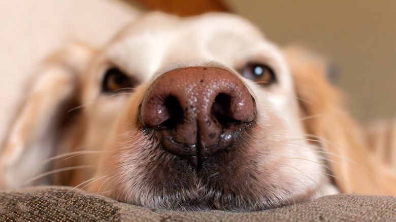 A close-up shot of a dog's nose.