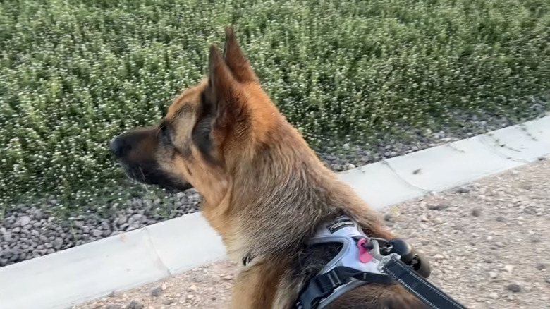 Rocky the German shepherd from YouTube in the park.