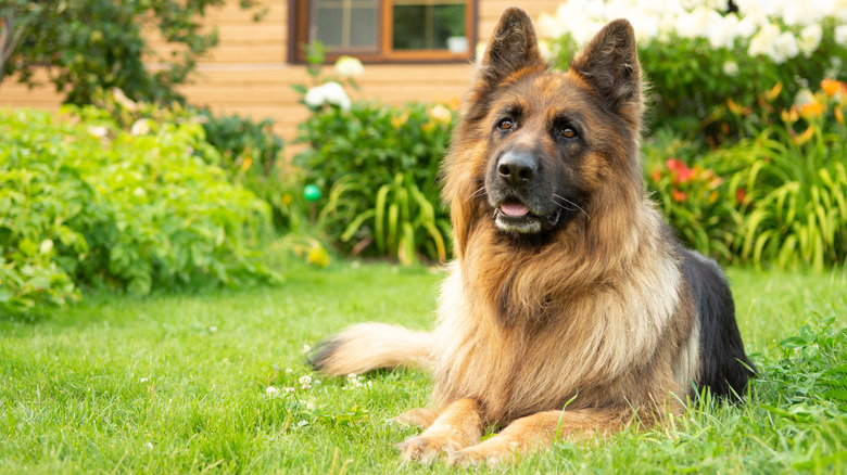 A German shepherd sits on the grass in a yard.