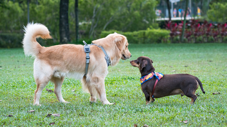 Two dogs sniffing each other in a park.