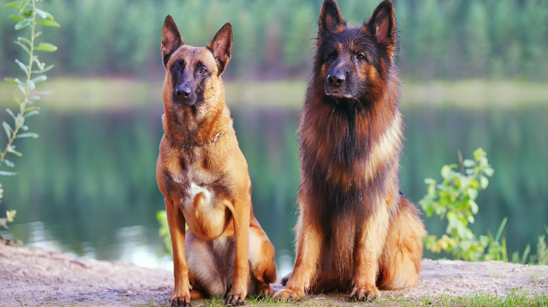 A Belgian Malinois and a long-haired German shepherd sit next to each other outside.