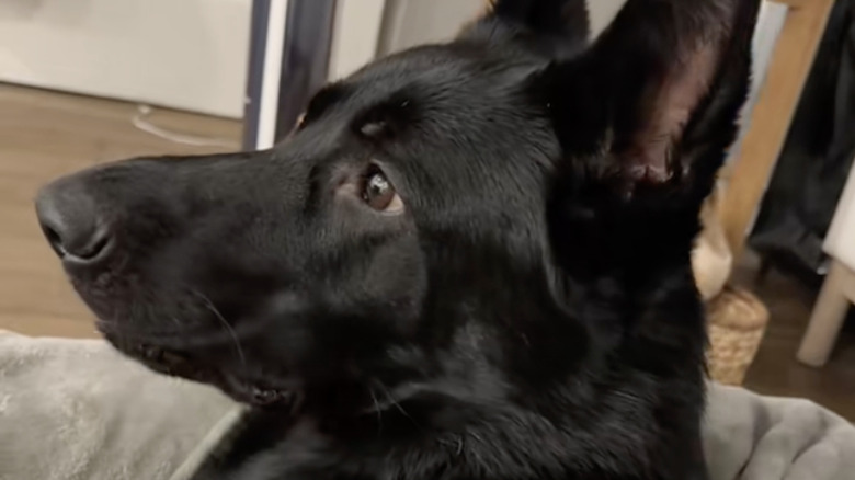 An all-black German shepherd from TikTok was originally thought to be part Belgian Malinois.