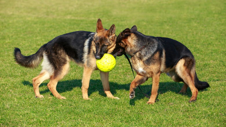 Two German shepherds sharing a tug toy
