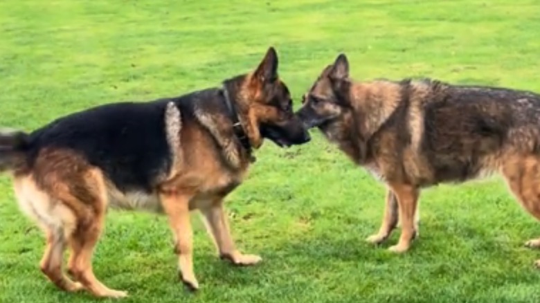 German shepherds greet each other.