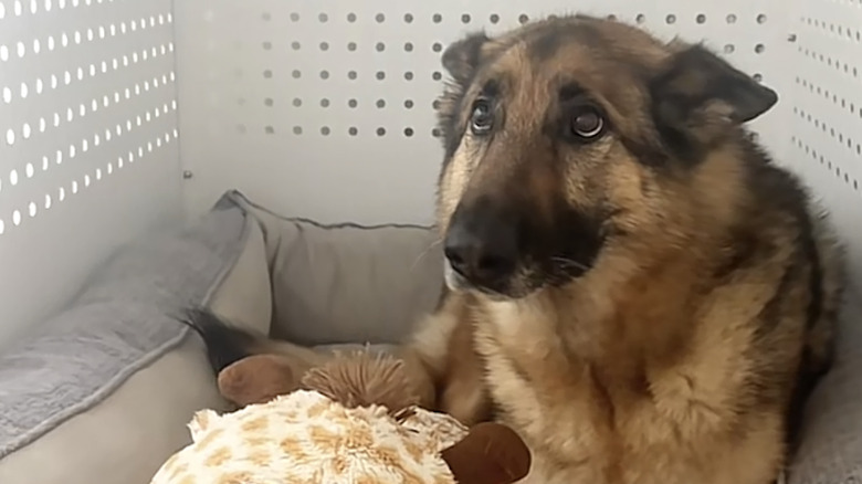 Benson the German shepherd from TikTok gets really sad when he's not being petted.
