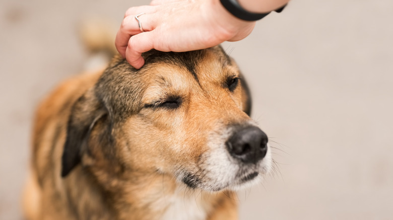 A person pats a content dog on the head.