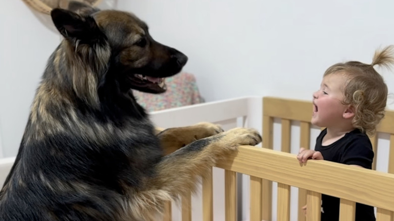 A German shepherd named Kaos and a toddler named Posie howl at each other on Instagram.