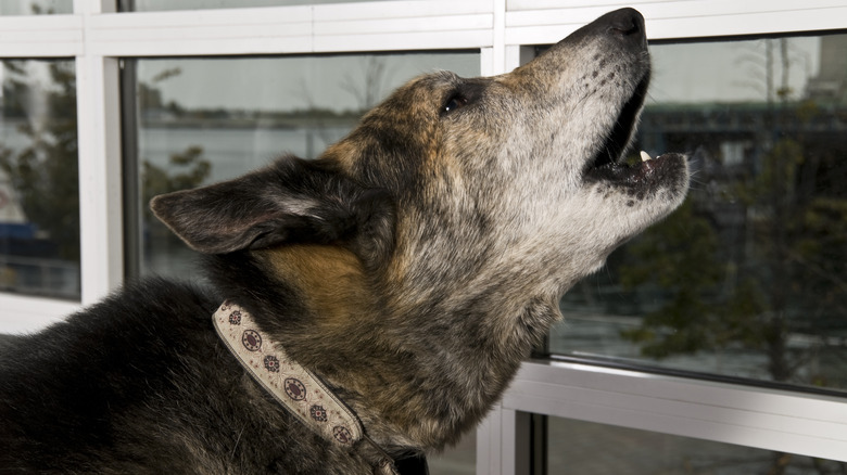 A dog howling out the window.