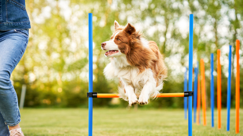 A dog jumping over a hurdle.